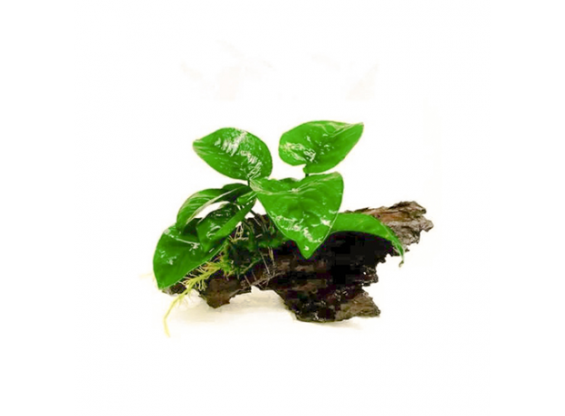 Анубиас нана (ветка) (Anubias barteri var. nana)