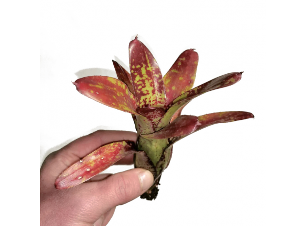 Неорегелия (Neoregelia Spaced Out)