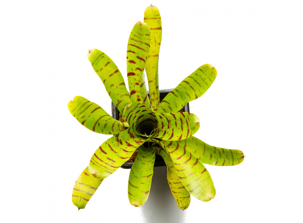 Неорегелия (Neoregelia Yellow Fella)