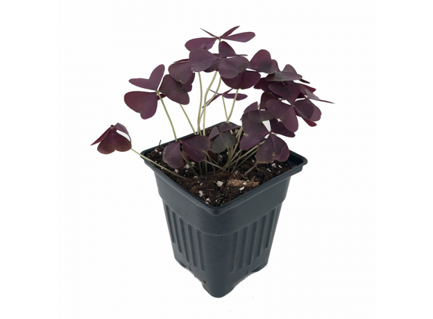 Оксалис (Oxalis Latifolia Maroon leaf)