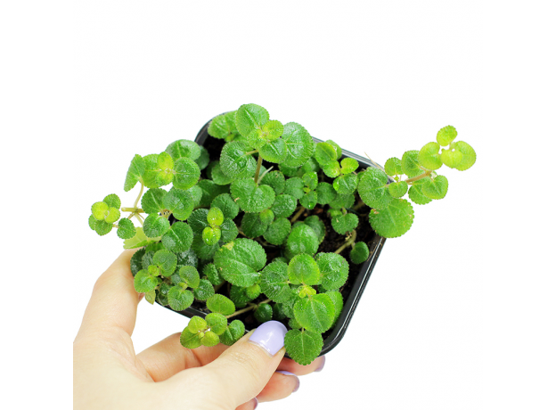 Пилея (Pilea nummulariifolia)