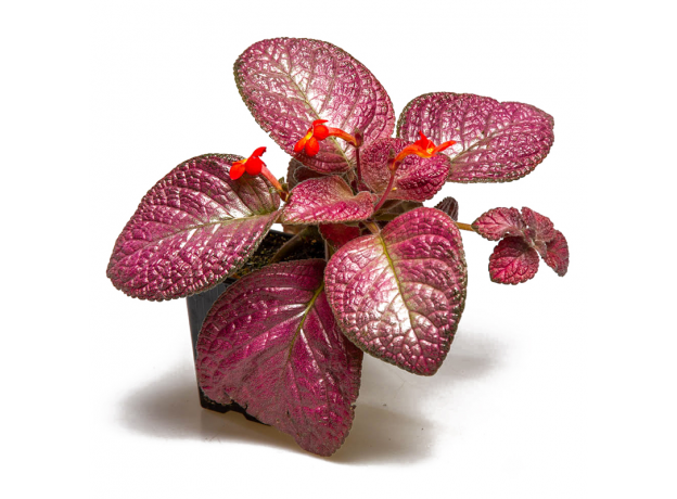 Эписция (Episcia Strawberry)