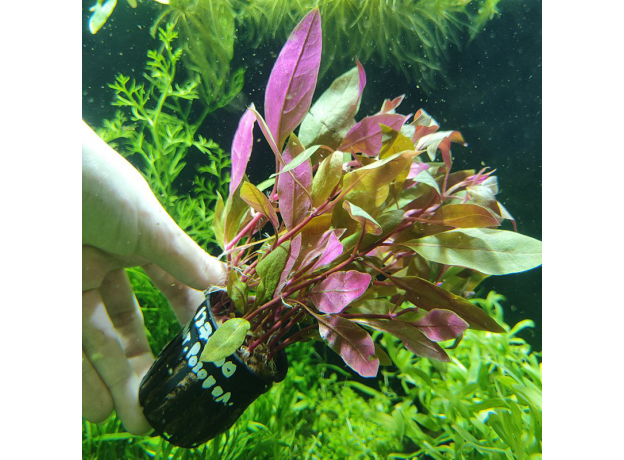 Альтернантера розоволистная (в горшке) (Alternanthera reineckii Rosaefolia)