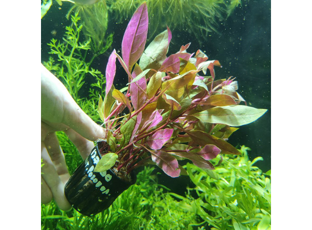 Альтернантера розоволистная (в горшке) (Alternanthera reineckii Rosaefolia)