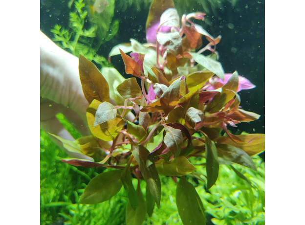 Альтернантера розоволистная (в горшке) (Alternanthera reineckii Rosaefolia)