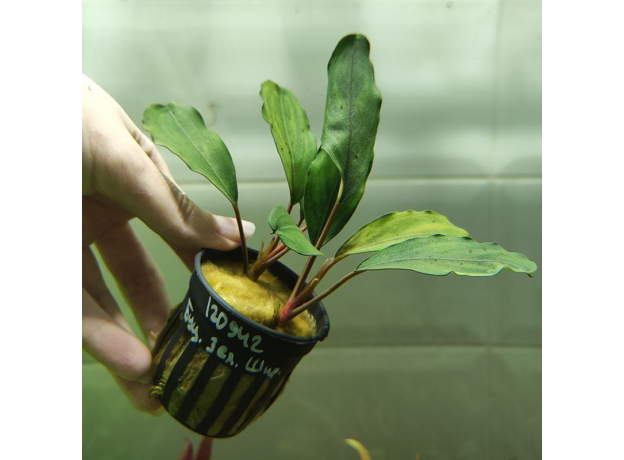 Буцефаландра зеленая широколистная (в горшке) (Bucephalandra sp.Green Broad leaf)