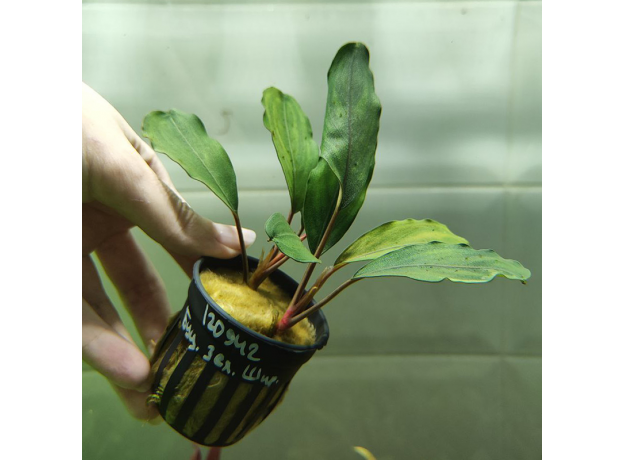 Буцефаландра зеленая широколистная (в горшке) (Bucephalandra sp.Green Broad leaf)