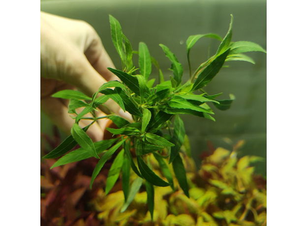 Гигрофила озерная (с грузом) (Hygrophila lacustris)