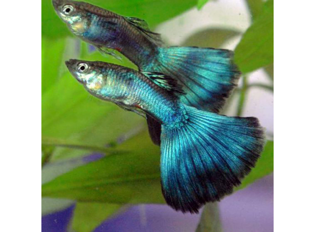 Гуппи малахитовый (самец) (Poecilia reticulata)