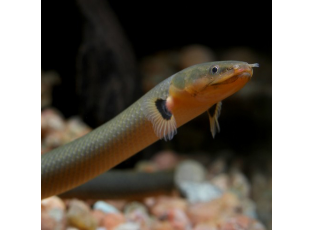 Каламоихт (Erpetoichthys calabaricus)