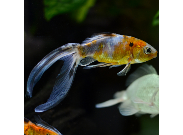 Золотая рыбка Шубункин S (Carassius gibelio forma auratus)