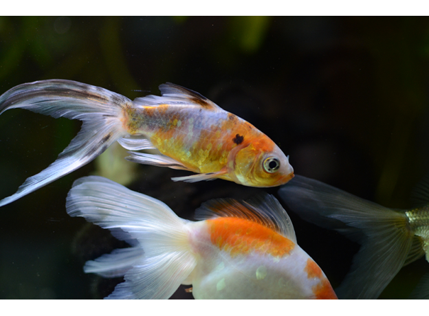 Золотая рыбка Шубункин S (Carassius gibelio forma auratus)