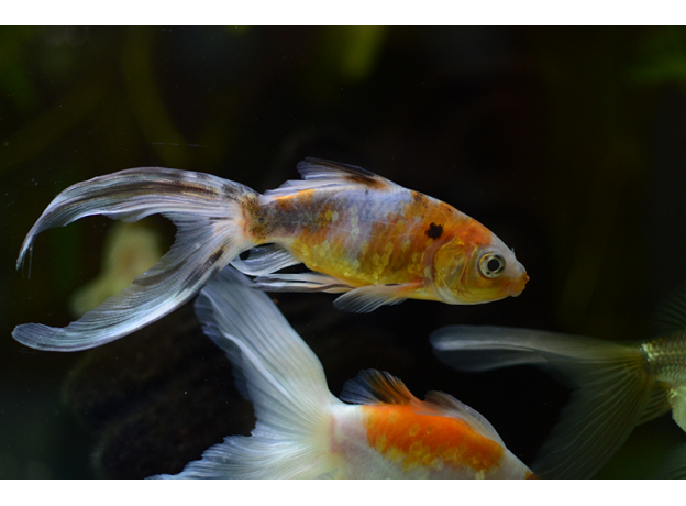 Золотая рыбка Шубункин S (Carassius gibelio forma auratus)