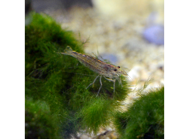 Креветка Амано (S) (Caridina multidentata)