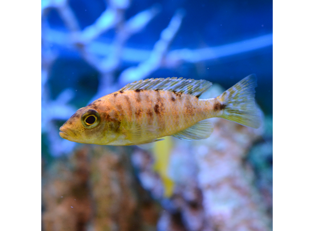 Лабеотрофеус Тревавас тумби вест (Labeotropheus trewavasae chilumba)