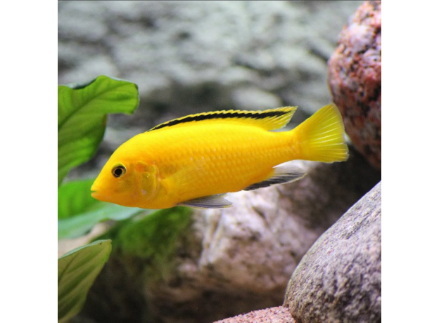 Лабидохромис еллоу (XXL) (Labidochromis caeruleus var. Yellow)