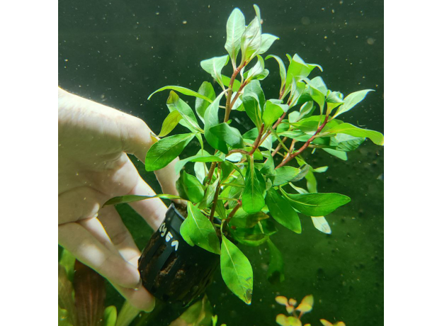 Людвигия инклината Куба (Ludwigia inclinata var.Cuba) (в горшке)