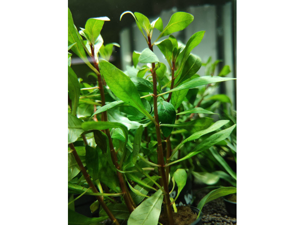 Людвигия инклината Куба (Ludwigia inclinata var.Cuba) (в горшке)