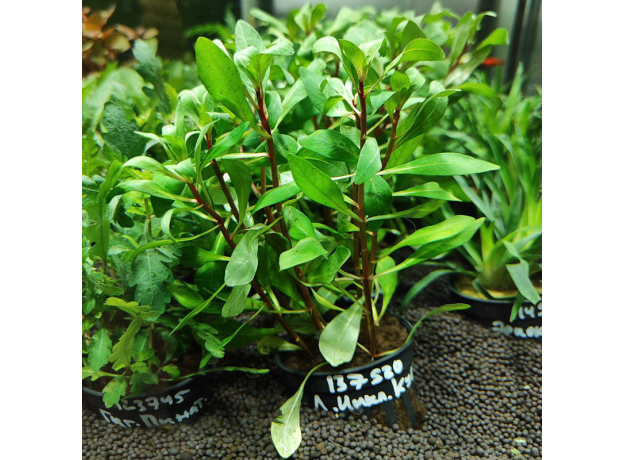 Людвигия инклината Куба (Ludwigia inclinata var.Cuba) (в горшке)