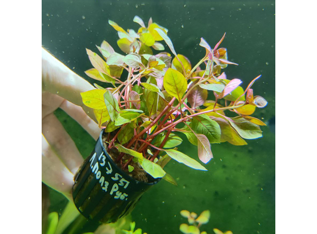 Людвигия ползучая Рубин (в горшке) (Ludwigia repens Rubin)