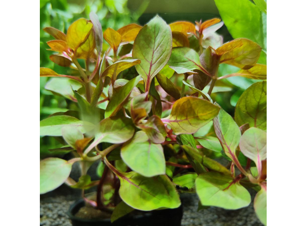 Людвигия ползучая Рубин (в горшке) (Ludwigia repens Rubin)