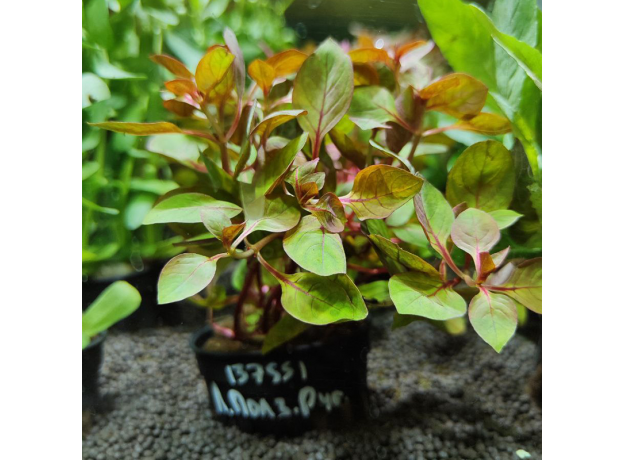 Людвигия ползучая Рубин (в горшке) (Ludwigia repens Rubin)