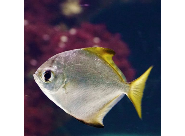 Монодактилус серебрянный (Monodactylus argenteus)