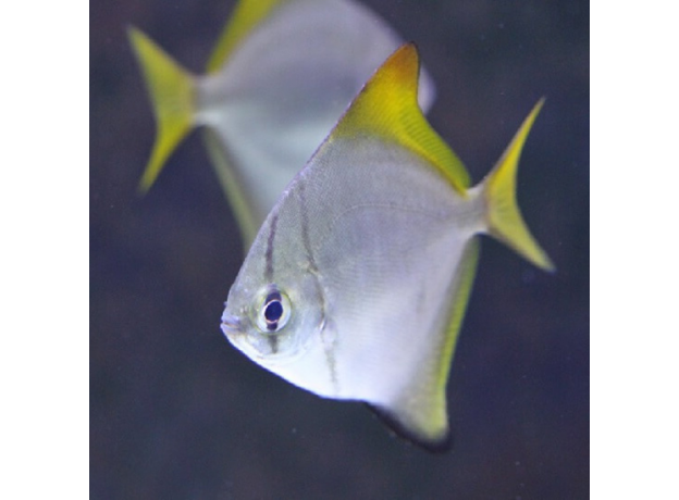 Монодактилус серебрянный (Monodactylus argenteus)