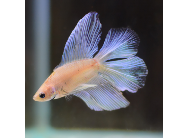 Петушок двухвостый (Betta splendens) (самец)