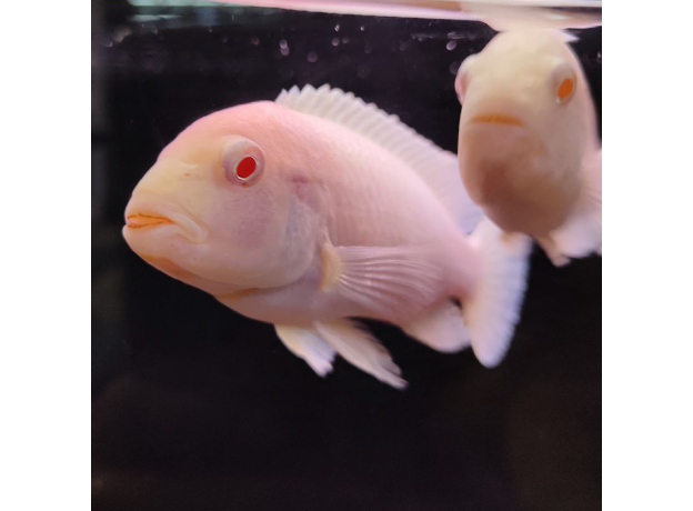 Псевдотрофеус зебра Снежинка (XL)