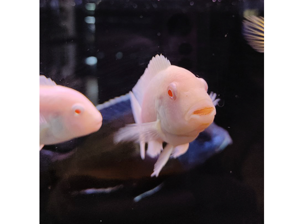 Псевдотрофеус зебра Снежинка (XL)