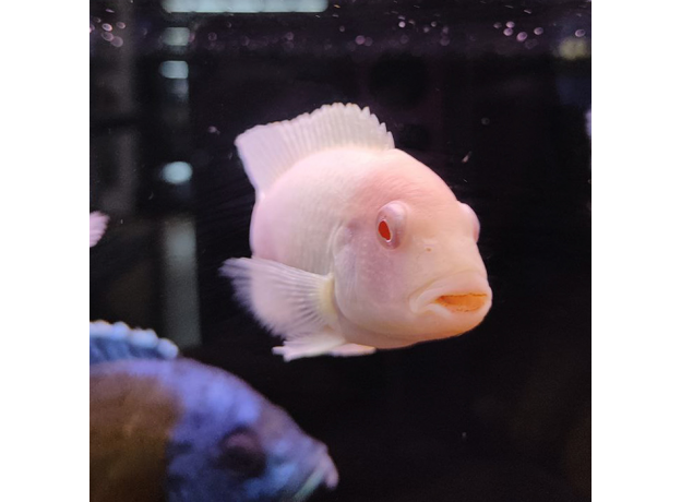 Псевдотрофеус зебра Снежинка (XL)