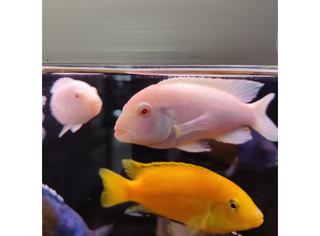 Псевдотрофеус зебра Снежинка (XL)