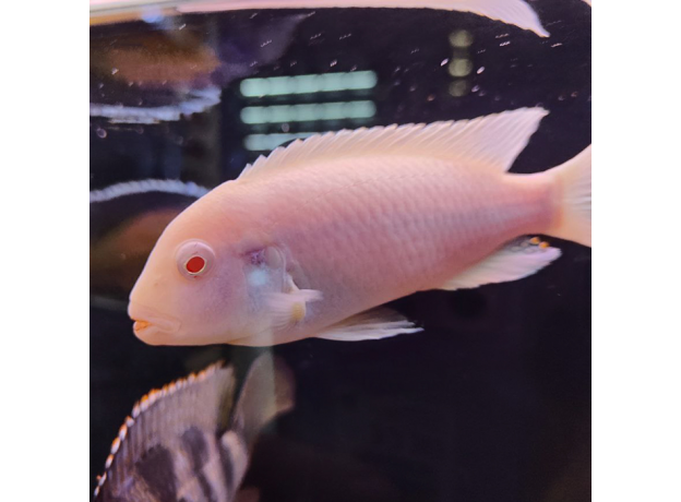 Псевдотрофеус зебра Снежинка (XL)