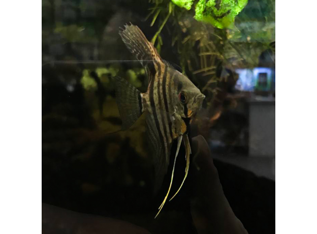 Скалярия Пиной синяя (S) (Pterophyllum scalare Pinoy)