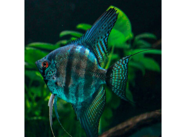 Скалярия Пиной синяя (S) (Pterophyllum scalare Pinoy)