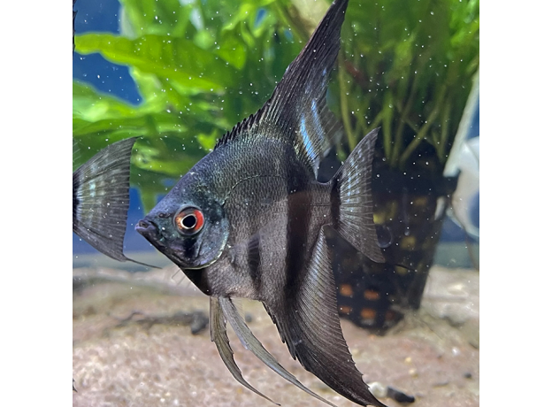 Скалярия Пиной синяя (S) (Pterophyllum scalare Pinoy)
