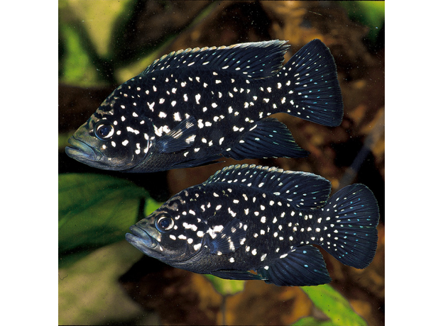 Тиляпия звездчатая Поллена (S) (Paratilapia polleni)