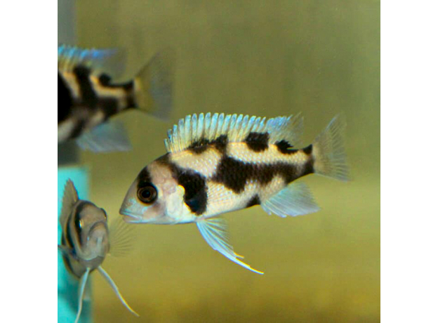 Фронтоза Черная Вдова (S) Фронтоза Черная Вдова (S)