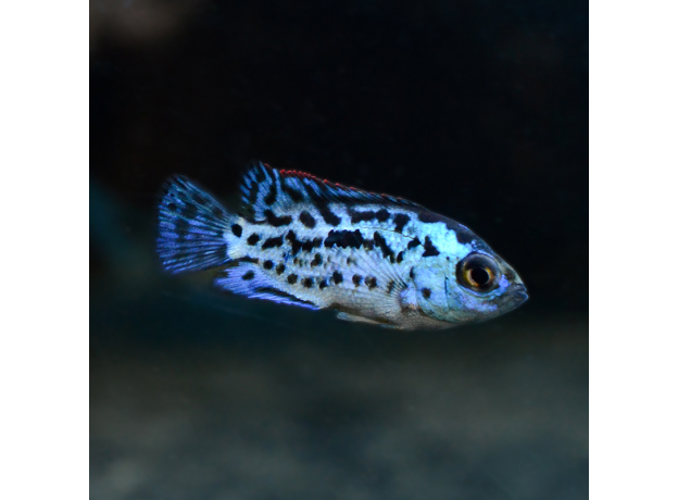 Цихлазома Блю Демпси (S) (Rocio octofasciata «Blue Jack Dempsey»)