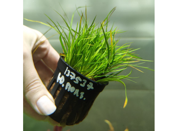 Юнкус ползучий (в горшке) (Juncus repens)