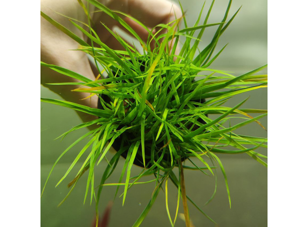 Юнкус ползучий (в горшке) (Juncus repens)