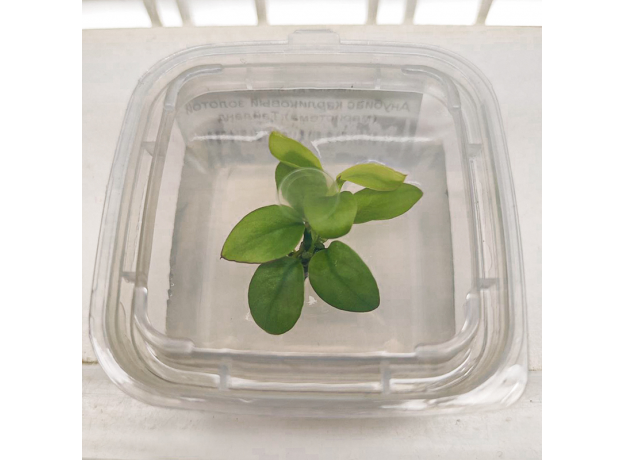 Анубиас карликовый золотой (меристема) Тайланд