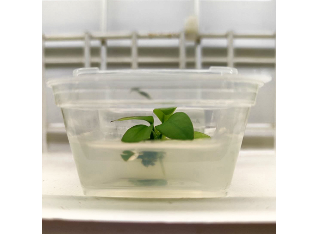 Анубиас карликовый золотой (меристема) Тайланд