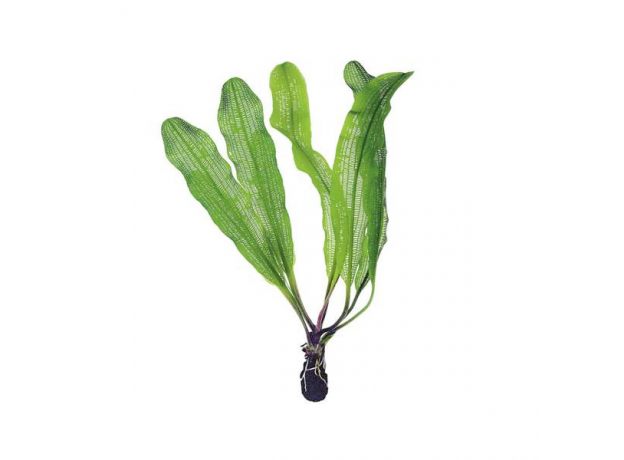 Апоногетон мадагаскарский, шт. (Aponogeton madagascariensis)