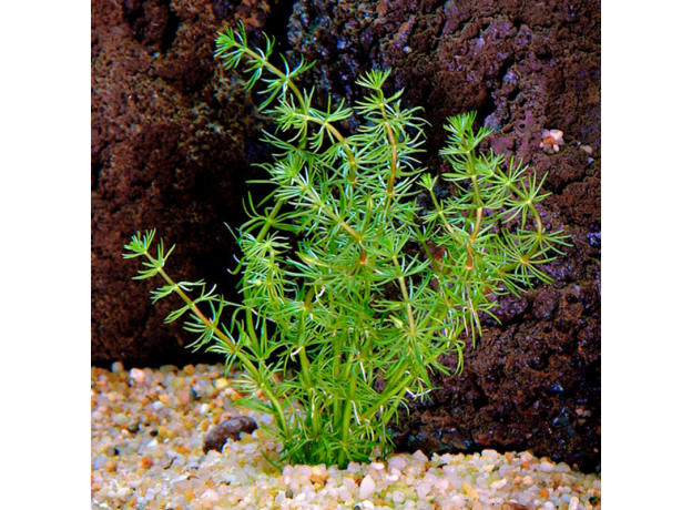 Бакопа перистолистная (с грузом) (Bacopa myriophylloides)