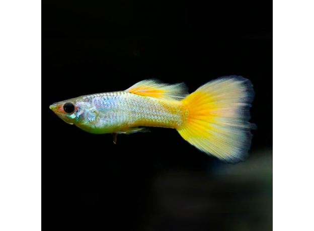 Гуппи Немецкие желтые (самец) (Poecilia reticulata)