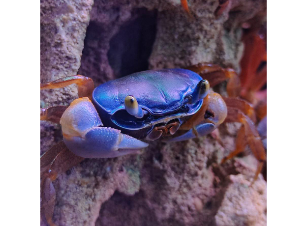 Краб радужный (L) (Cardisoma armatum)