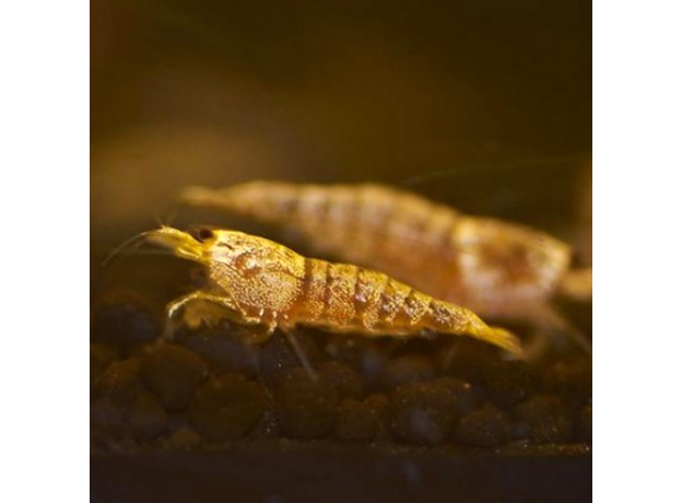 Креветка Золотой кристалл (Caridina logemanni (Caridina cf. Cantonensis))