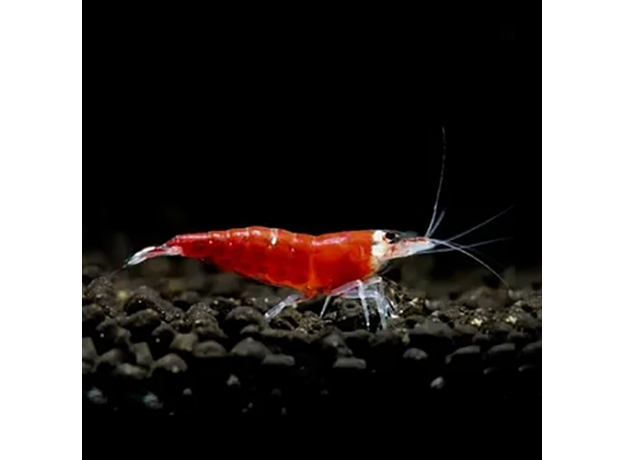 Креветка Супер Ред (Caridina logemanni (Caridina cf. Cantonensis))